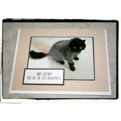 Cats Pajamas Birthday Card - Creston BC Pet Greeting Cards